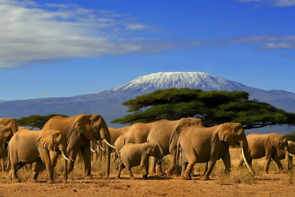 Amboseli Safari