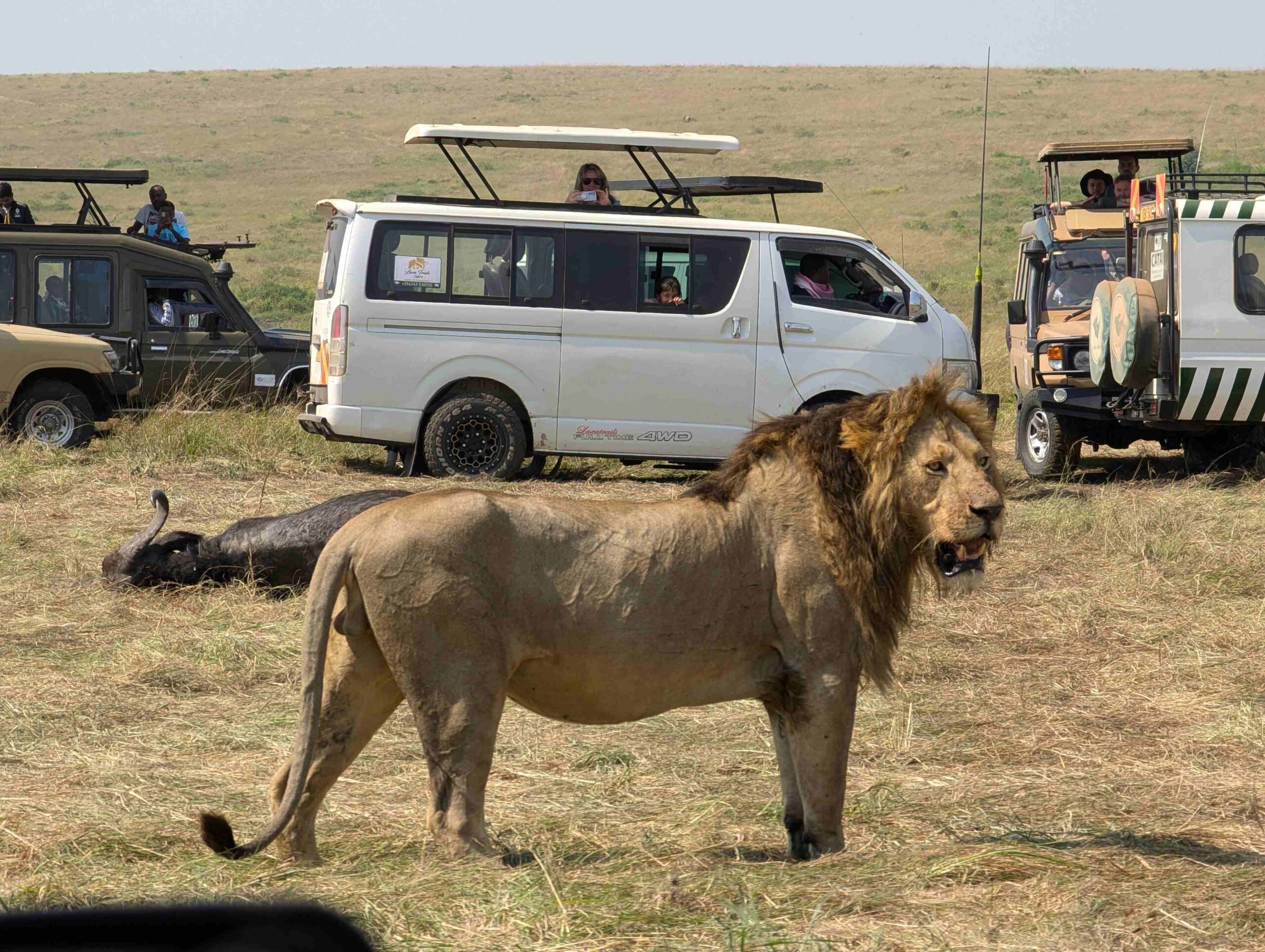 Masai Mara Safari