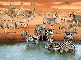 Tsavo Safari